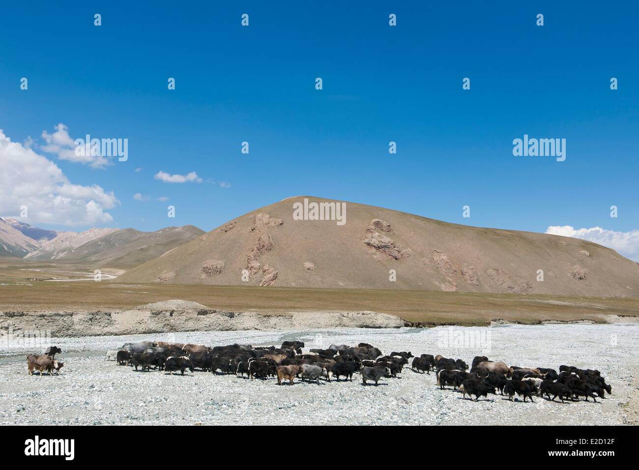 Kirgisistan Naryn Provinz Arpa Tal Herde Yaks Stockfoto