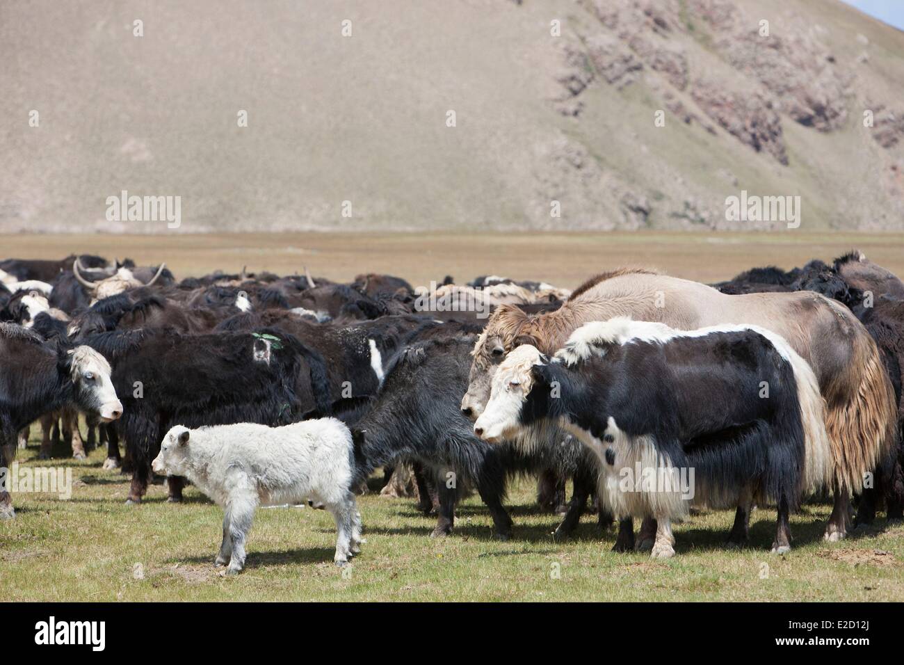 Kirgisistan Naryn Provinz Arpa Tal Stockfoto