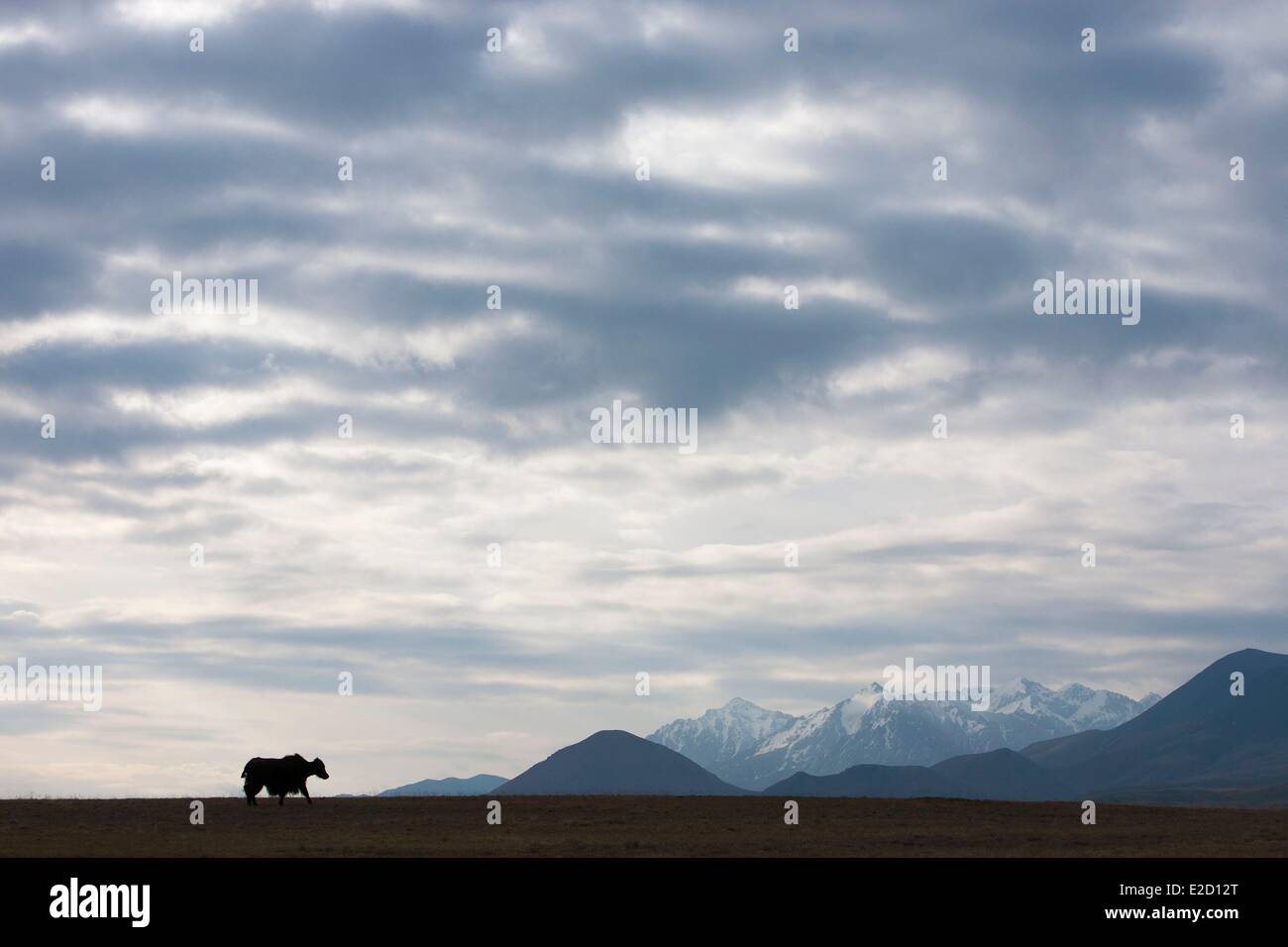 Kirgisistan Naryn Provinz Arpa Tal einsamen Yak am Fuße des Tianshan-Gebirges Stockfoto