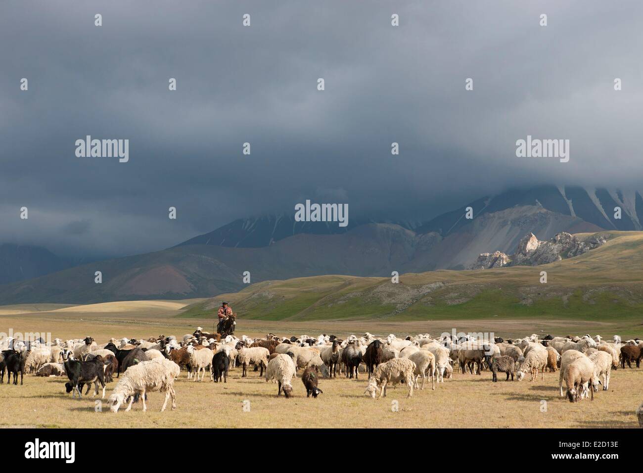 Kirgisistan Naryn Provinz Arpa Tal Shepperds führt eine Herde von Schafen auf Sommerweiden Stockfoto