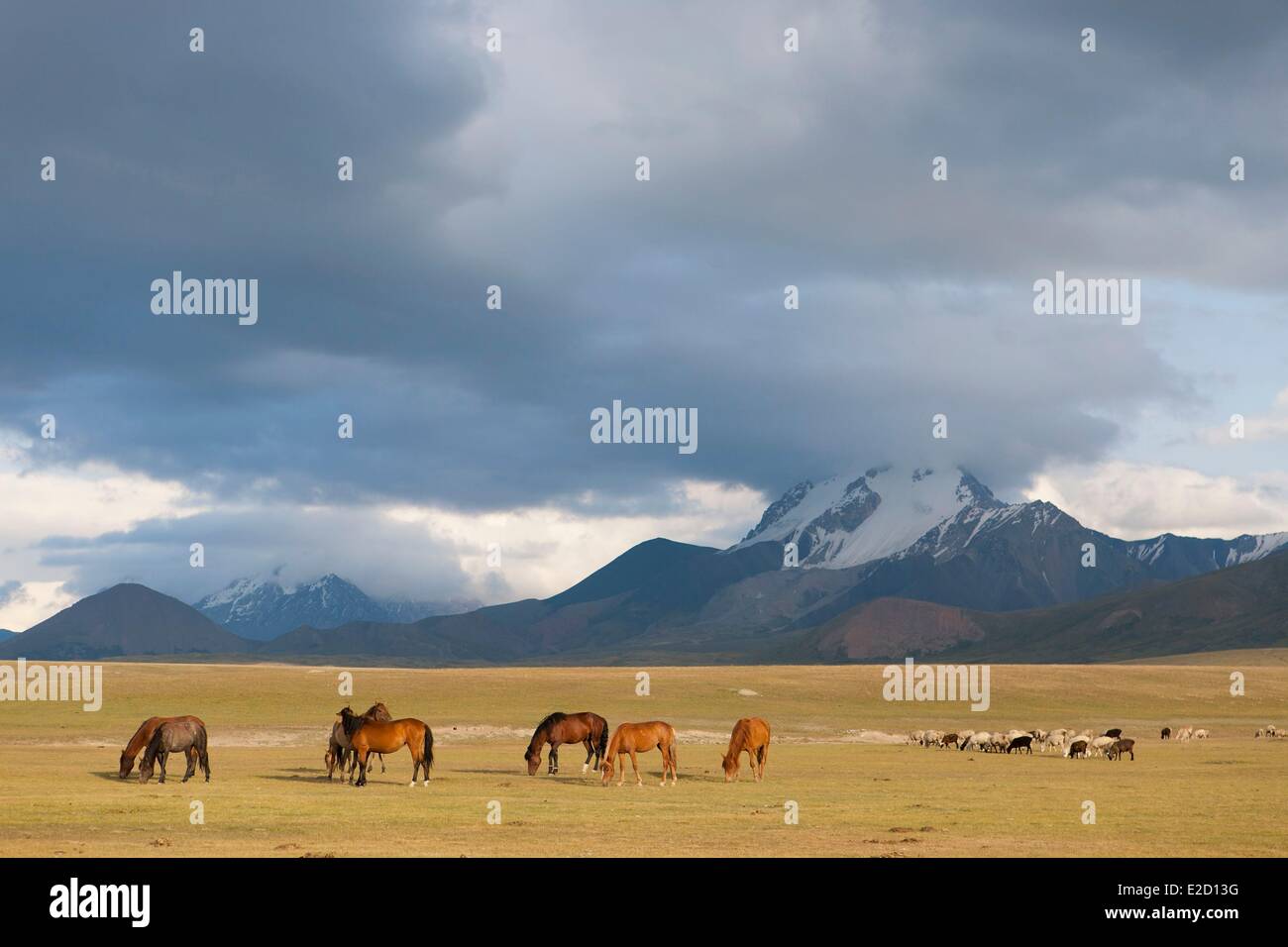 Kirgisistan Naryn Provinz Arpa Tal Pferden und Schafen während der Sömmerung am Fuße des Tianshan-Gebirges Stockfoto