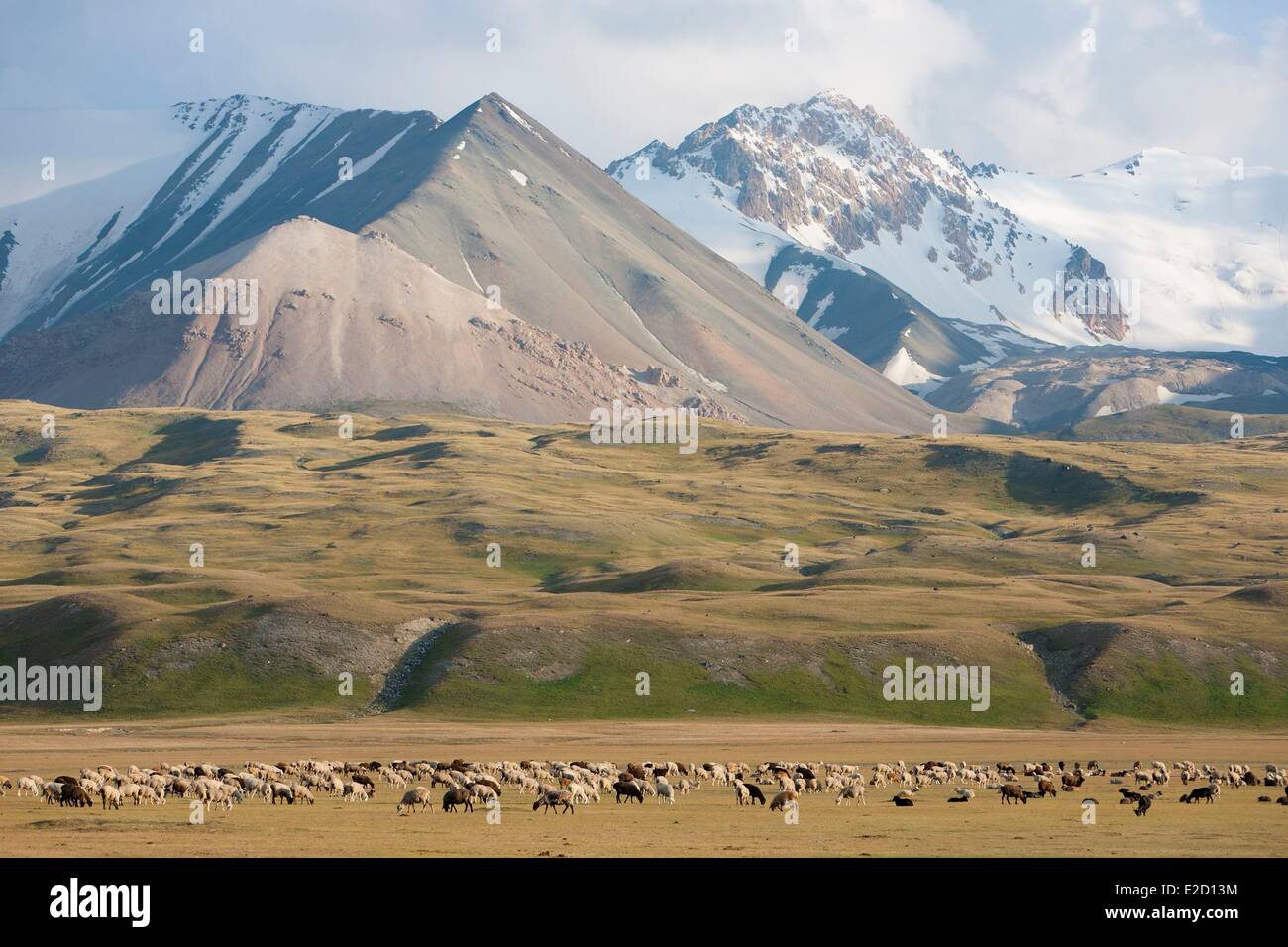 Kirgisistan Naryn Provinz Arpa Tal Herde Schafe im Sommer weiden am Fuße des Tianshan-Gebirges Stockfoto