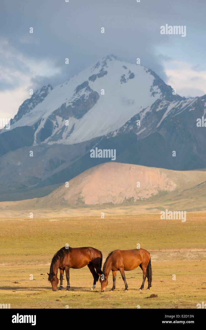 Kirgisistan Naryn Provinz Arpa Tal Pferde auf Sommerweide am Fuße des Tianshan-Gebirges Stockfoto