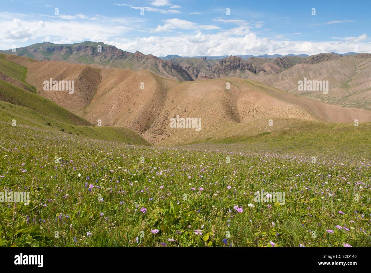 Kirgisistan Naryn Provinz Song-Kol zoologische Reserve Blumenbeet und Panorama über die Berge Stockfoto