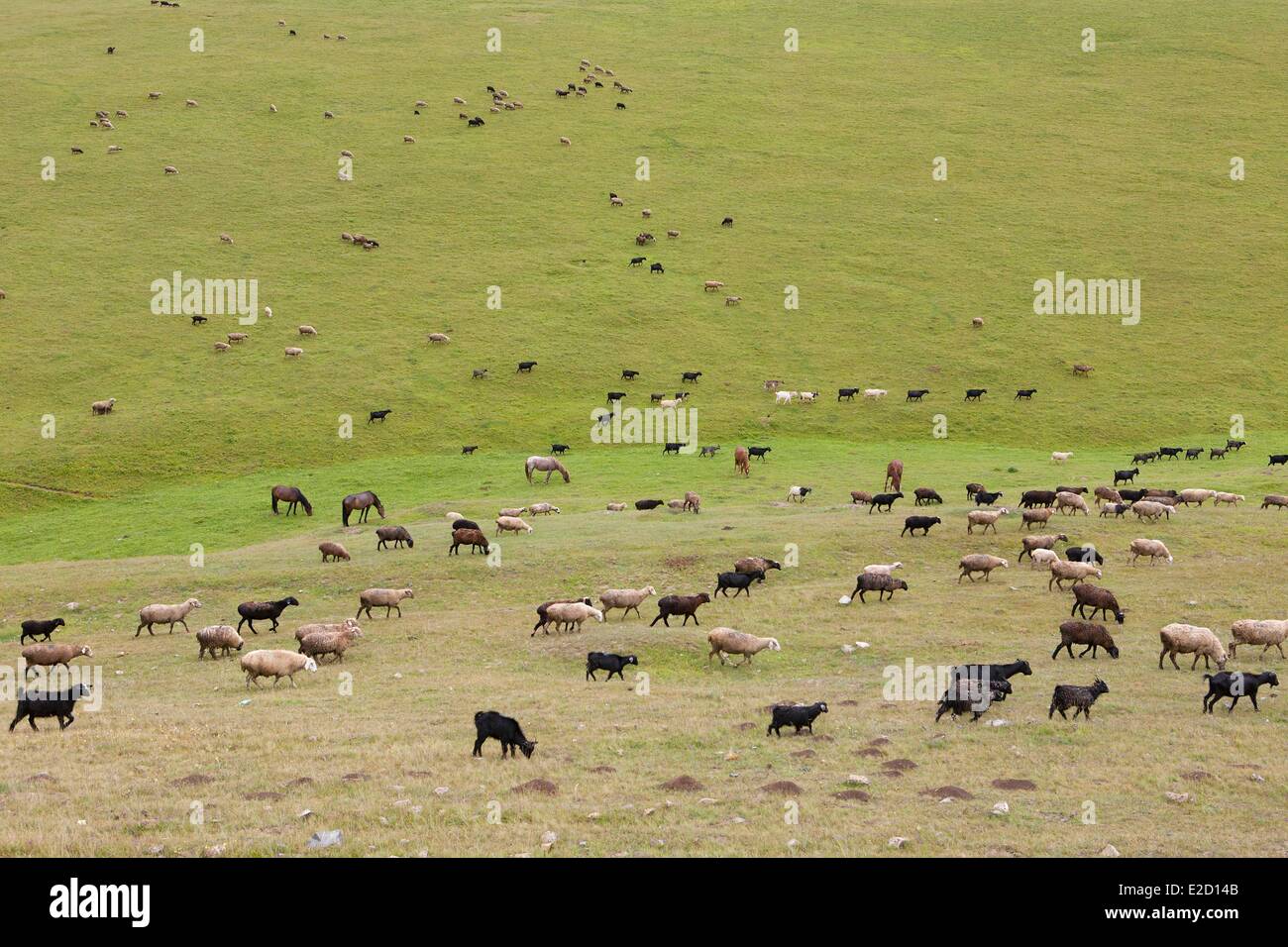 Kirgisistan Naryn Provinz Herde von Tieren am Dolon-pass Stockfoto
