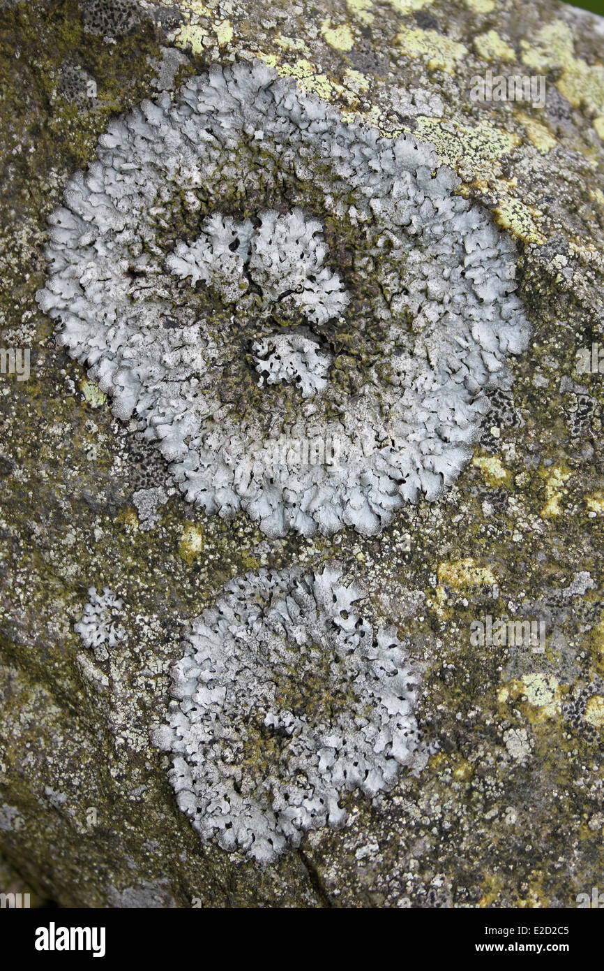 Rosetten von Foliose Flechten Parmelia Inselbogens Stockfoto