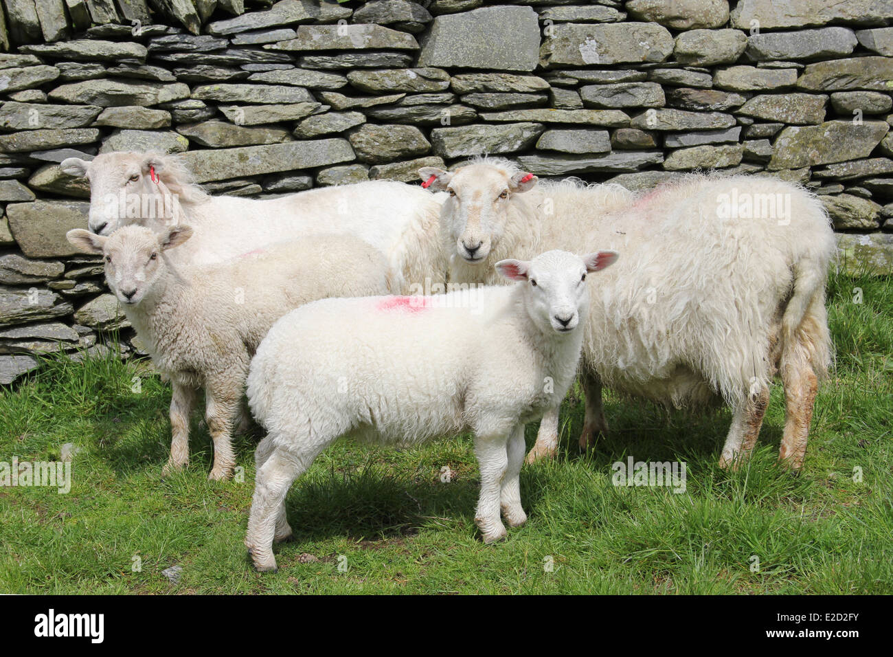 Schafe und Lämmer neben einer Steinmauer, Wales Stockfoto
