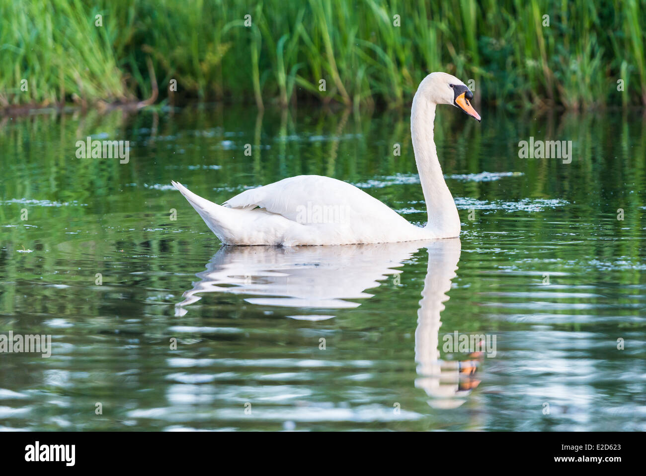 Schwan, schwimmen auf der Leeds-Liverpool-Kanal, Leeds, West Yorkshire Stockfoto