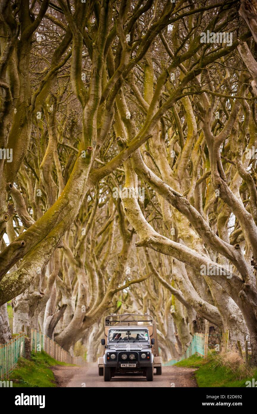 Großbritannien-Nordirland County Antrim Straße dunkel Hecken Ballymoney, gesäumt von Buche Stockfoto