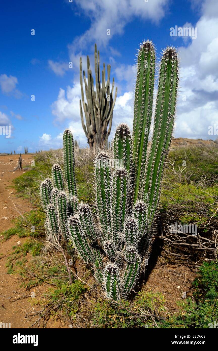 zimmer kaktus groß Cactus Opuntia | 120cm | Online kaufen