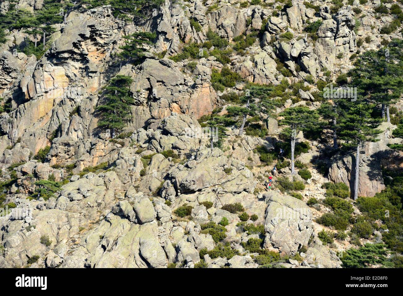 Frankreich Corse du Sud Alta Rocca Aiguilles de Bavella (Bavella-Nadeln) Wanderer auf den alpinen Variante des GR 20 (Grande Stockfoto