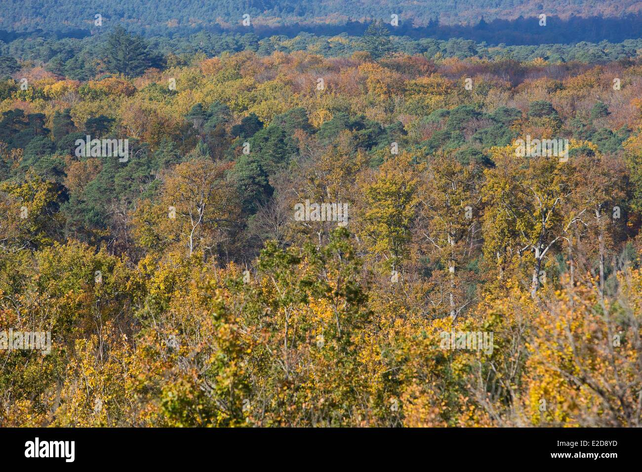 Frankreich Seine et Marne Fontainebleau Waldblick vom Gipfel des Mont Chauvet Stockfoto