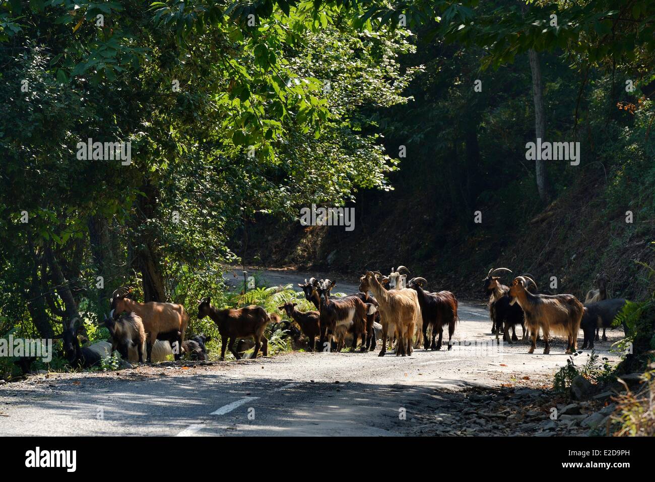 Frankreich, Haute Corse, Herde von Ziegen auf einer Straße der Castagniccia Stockfoto