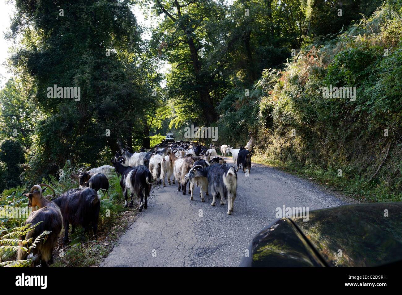 Frankreich, Haute Corse, Herde von Ziegen auf einer Straße der Castagniccia Stockfoto
