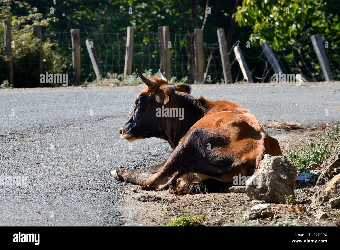 Frankreich, Haute Corse, Castagniccia, freie Kuh auf einer Straße Stockfoto