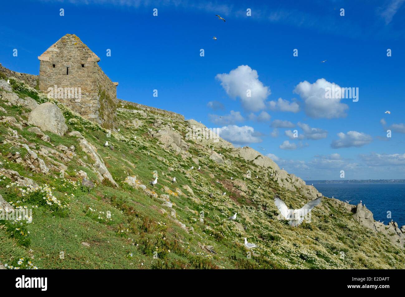 Frankreich Cotes d ' Armor Perros Guirec Sept Iles Archipel und Bird Sanctuary Ile Aux Moines Jugend- und Erwachsenenbildung Möwen Verschachtelung Bereich Stockfoto