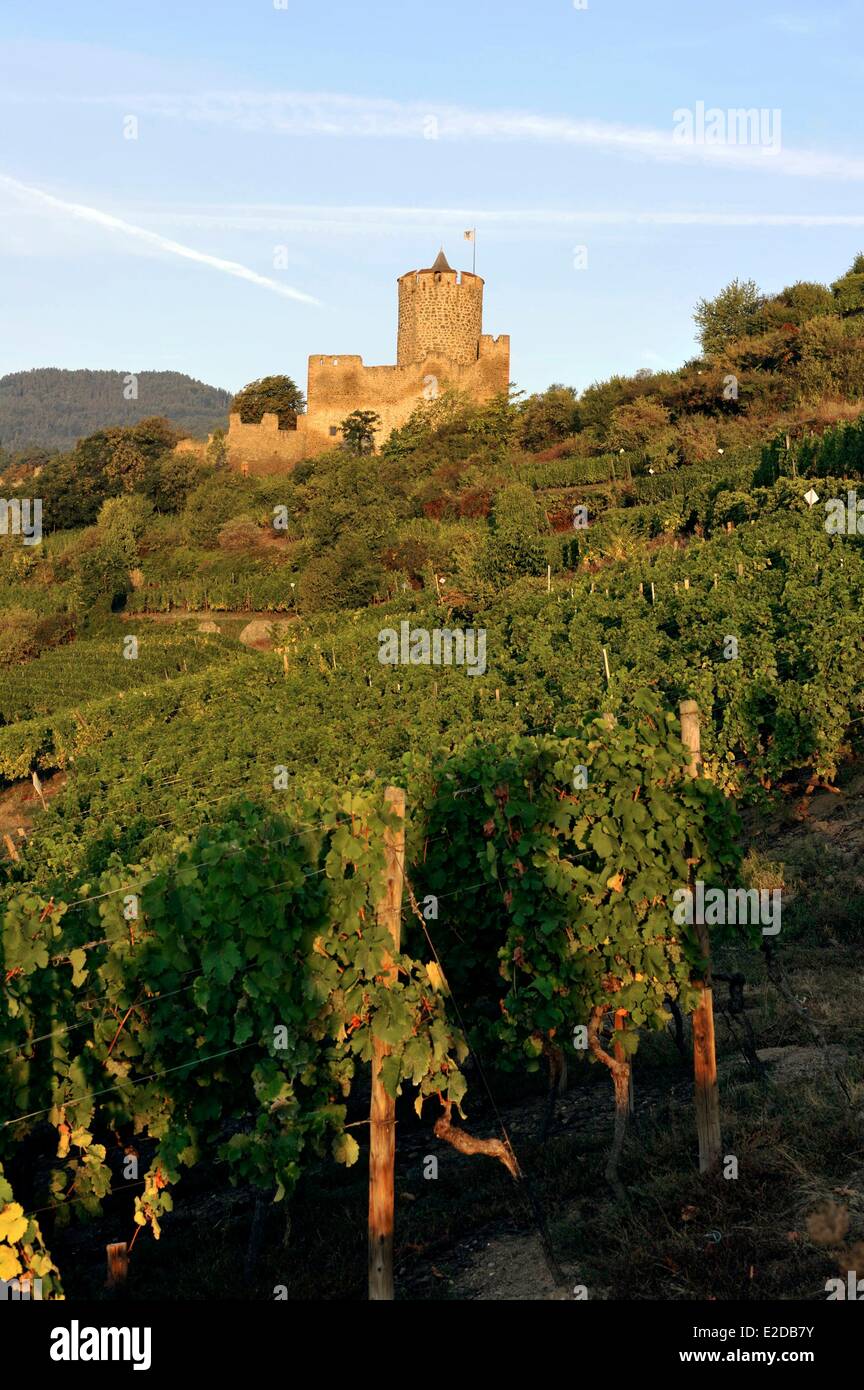 Frankreich Haut Rhin Elsass Wein Route Kaysersberg Weinberg und der Bergfried der Burg Stockfoto