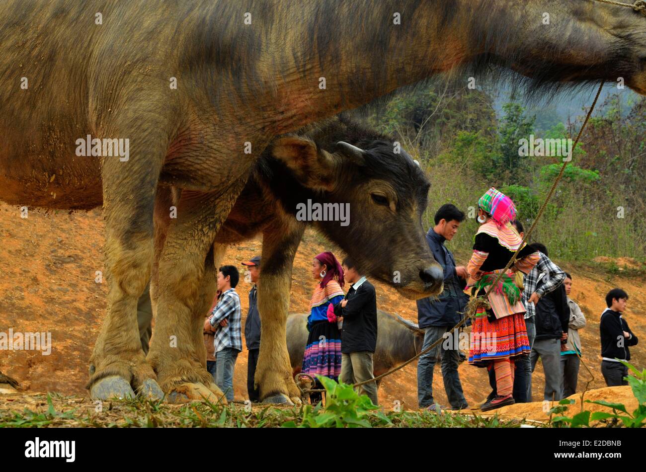 Vietnam Lao Cai Provinz Bac Ha Region Coc Ly Büffel und Pferde ethnischen Markt geblüht Hmong ethnische Gruppe Menschen bei der Stockfoto