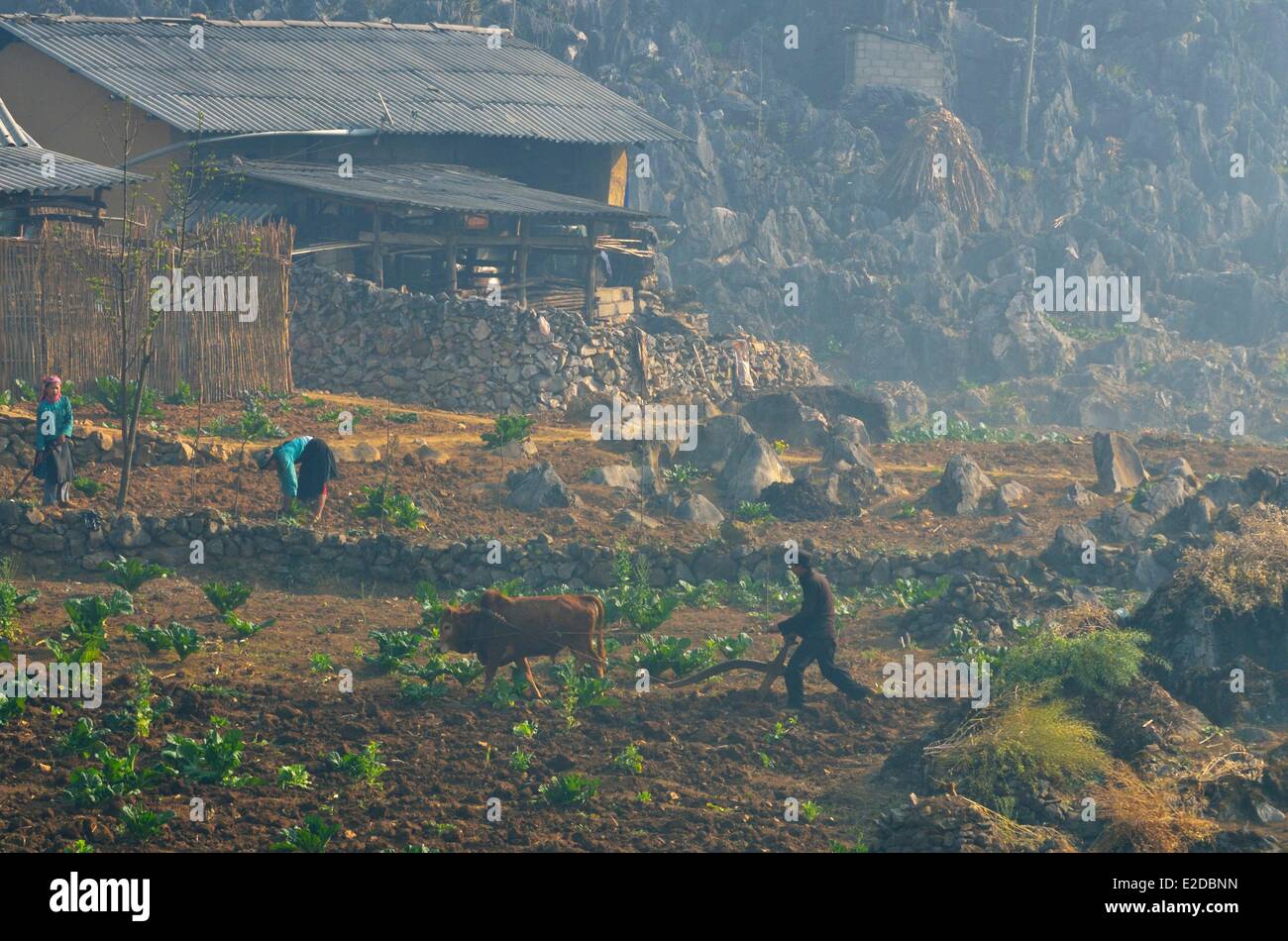 Vietnam Ha Giang Provinz Mann black Hmong Volksgruppe Pflügen seiner eingereichten Stockfoto