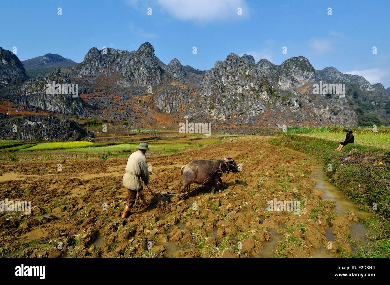 Vietnam Ha Giang Provinz Mann der Hmong ethnische Gruppe Pflügen seines Fachs Stockfoto
