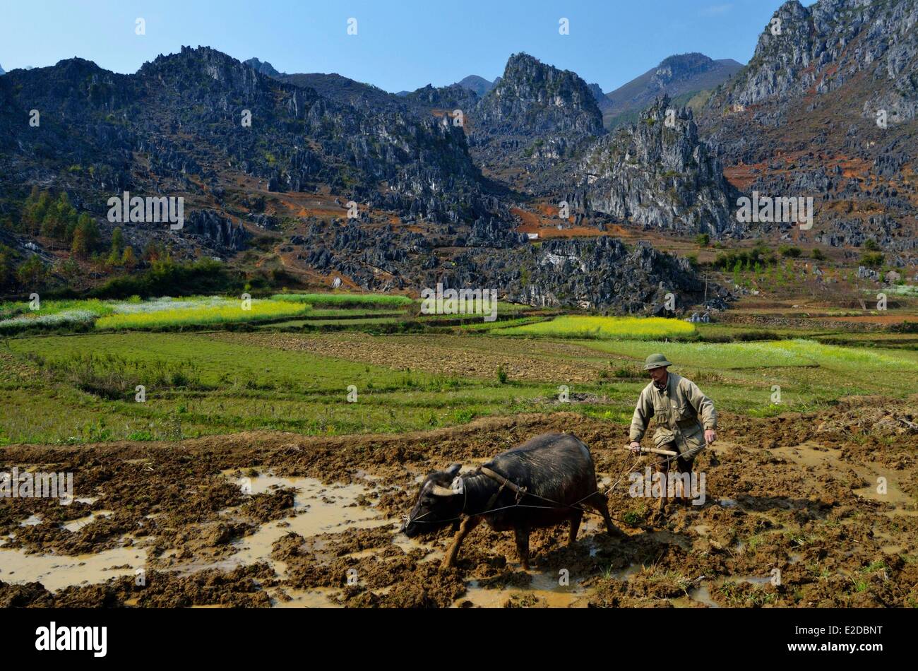 Vietnam Ha Giang Provinz Mann der Hmong ethnische Gruppe Pflügen seines Fachs Stockfoto