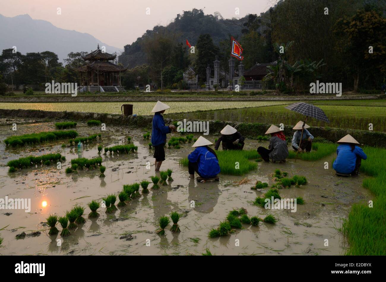 Vietnam Lao Cai Provinz Bac Ha Region Frauen schwarz Thay ethnische Gruppe verpflanzend Reis Verbundfolien in Terrasse Stockfoto