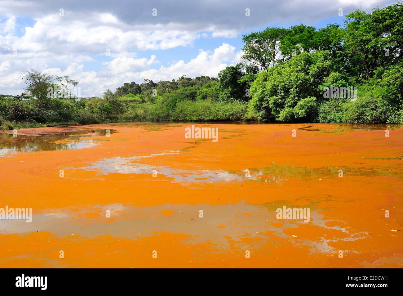 Swasiland Hhohho Bezirk Ezulwini Tal (Tal des Himmels) Mlilwane Wildlife Sanctuary Stockfoto