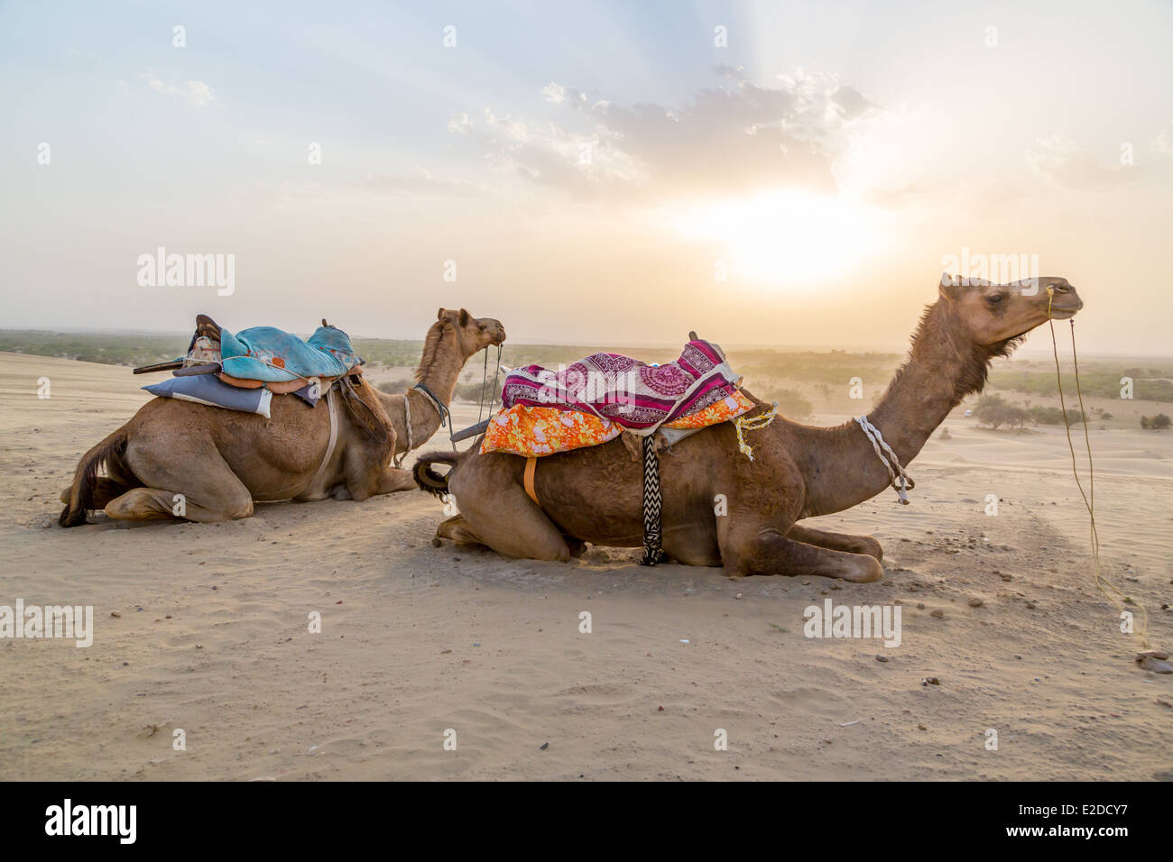 Kamel in der Wüste bei Sonnenuntergang in Indien Stockfoto