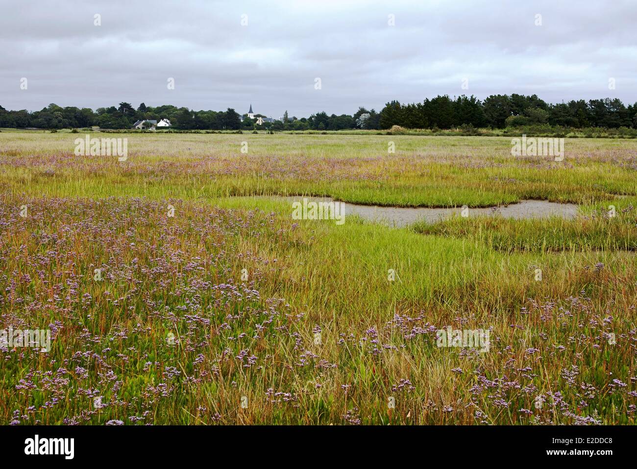 Frankreich Morbihan Rhuys Halbinsel Feuchtgebiet Plumbaginaceae Common-Strandflieder (Limonium Vulgare) Stockfoto