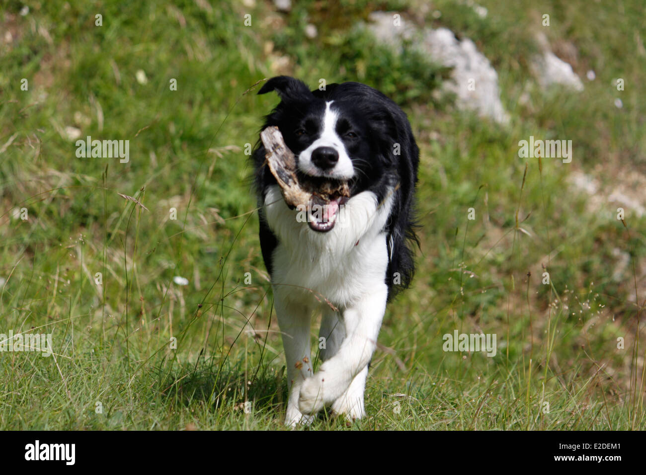 Hund, Border Collie, Saint-Pierre de Chartreuse, Isere, Rhone-Alpes, Frankreich. Stockfoto