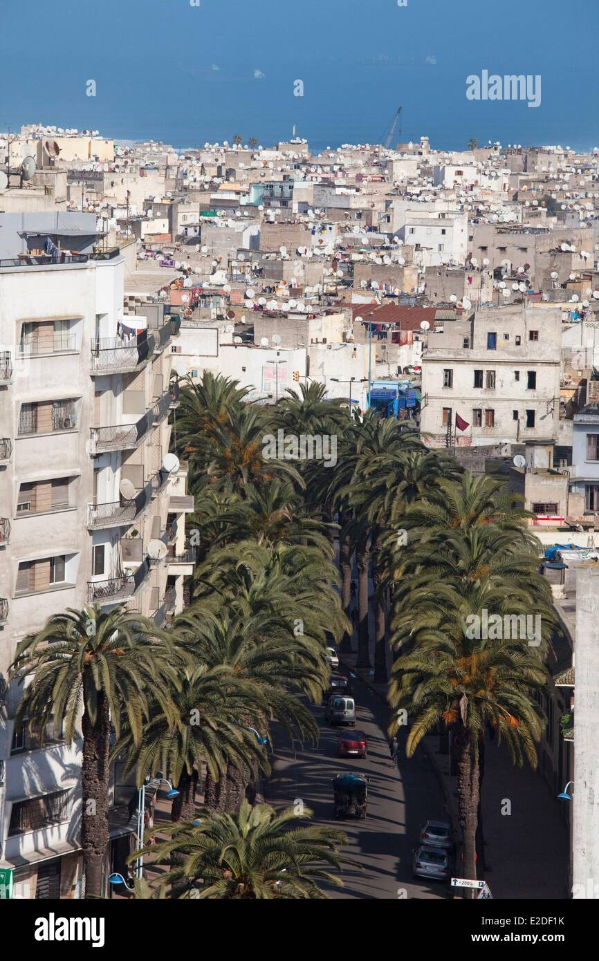 Marokko, Casablanca, Allee der Palmen in der Stadt Stockfoto