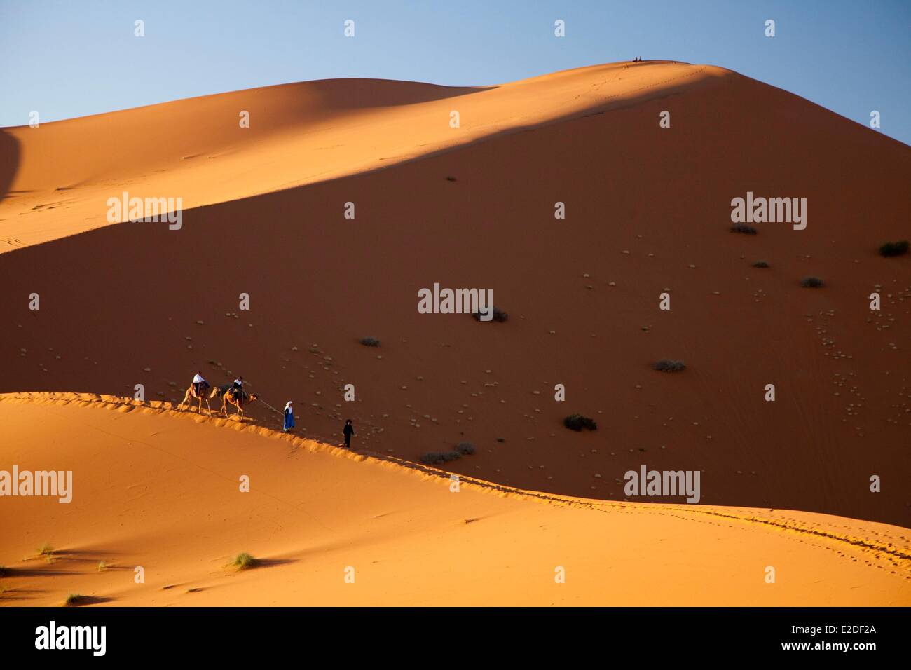 Marokko, Tafilalet Region, Merzouga, Erg Chebbi Wüste, Kamel Trekking auf Sanddünen Stockfoto