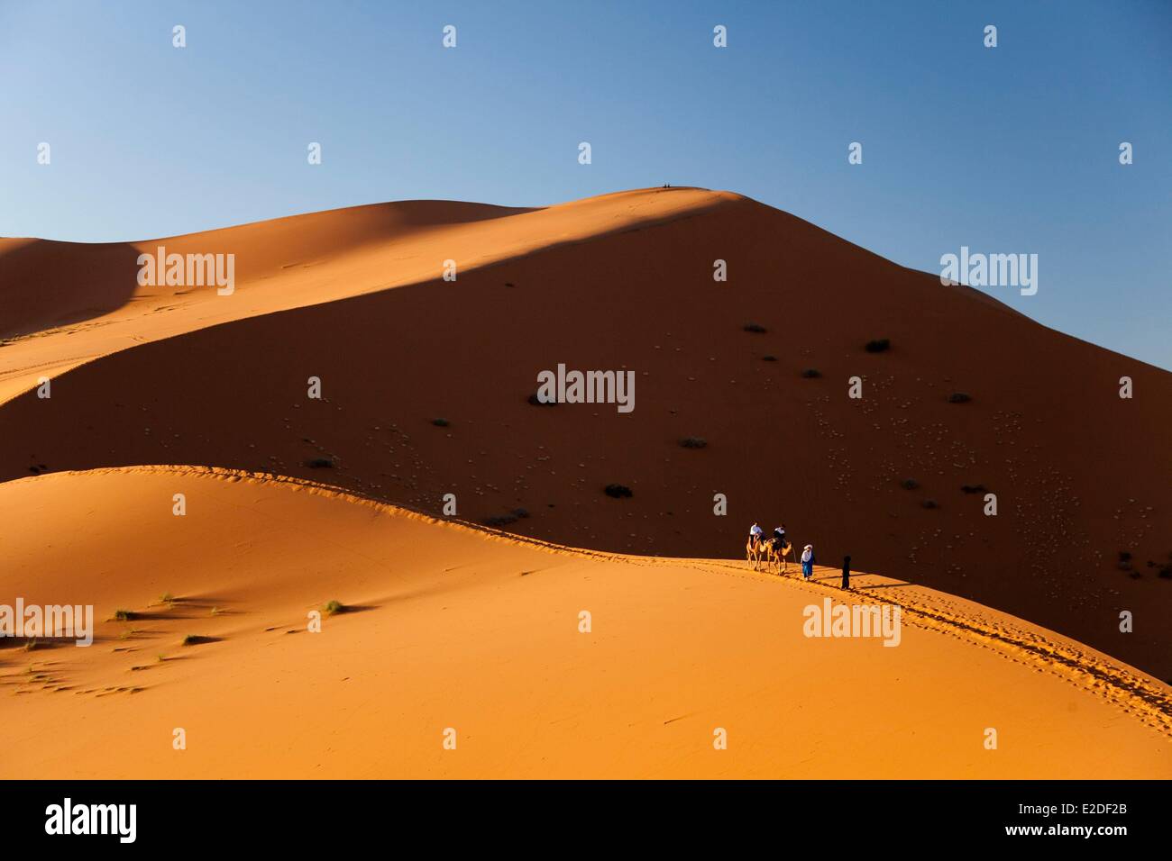 Marokko, Tafilalet Region, Merzouga, Erg Chebbi Wüste, Kamel Trekking auf Sanddünen Stockfoto