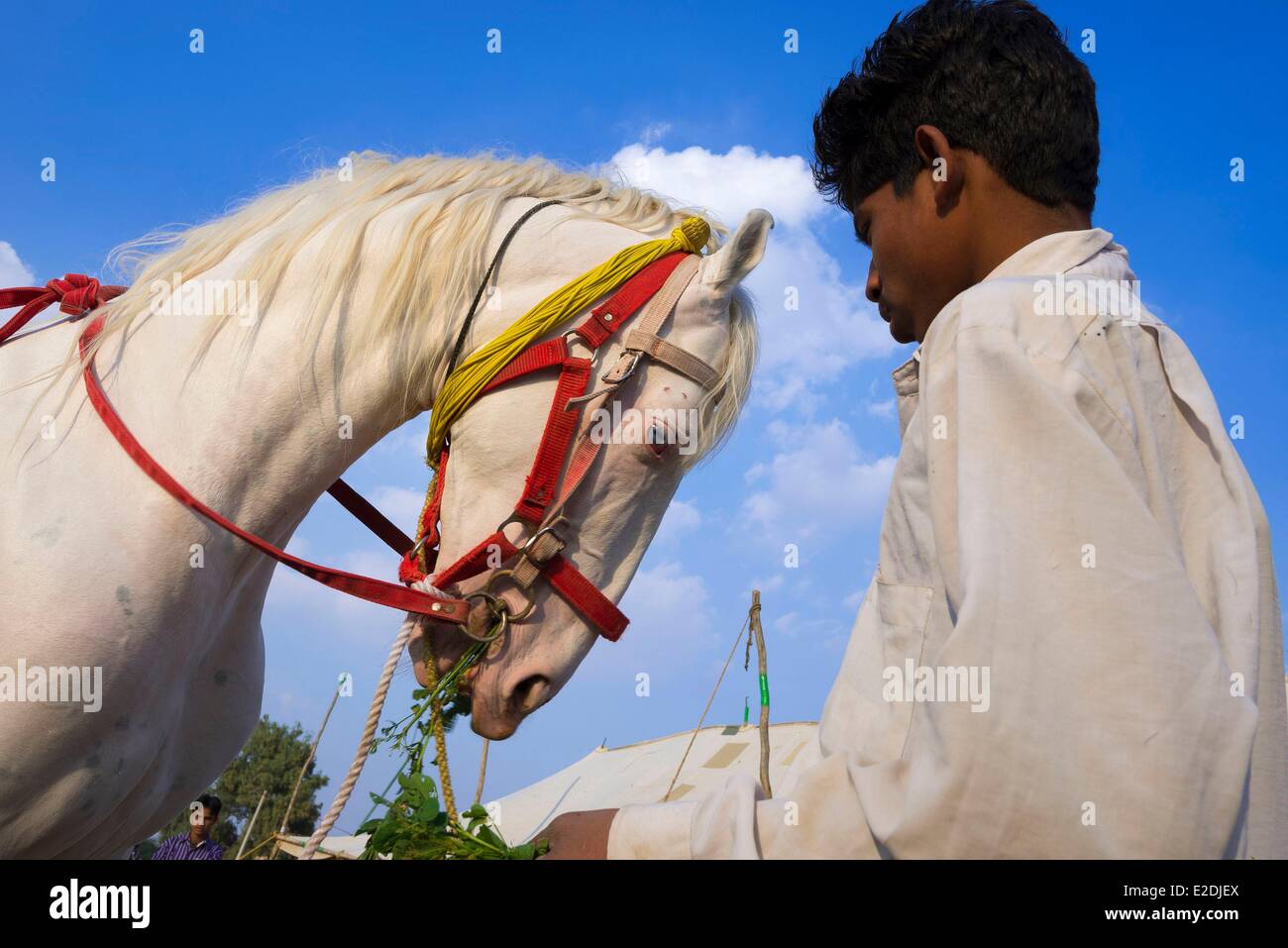 Indien Rajasthan state Nagaur Nagaur Vieh Messe ist die größte Messe ihrer Art im Land, die die Marwari Pferde verkauft werden Stockfoto