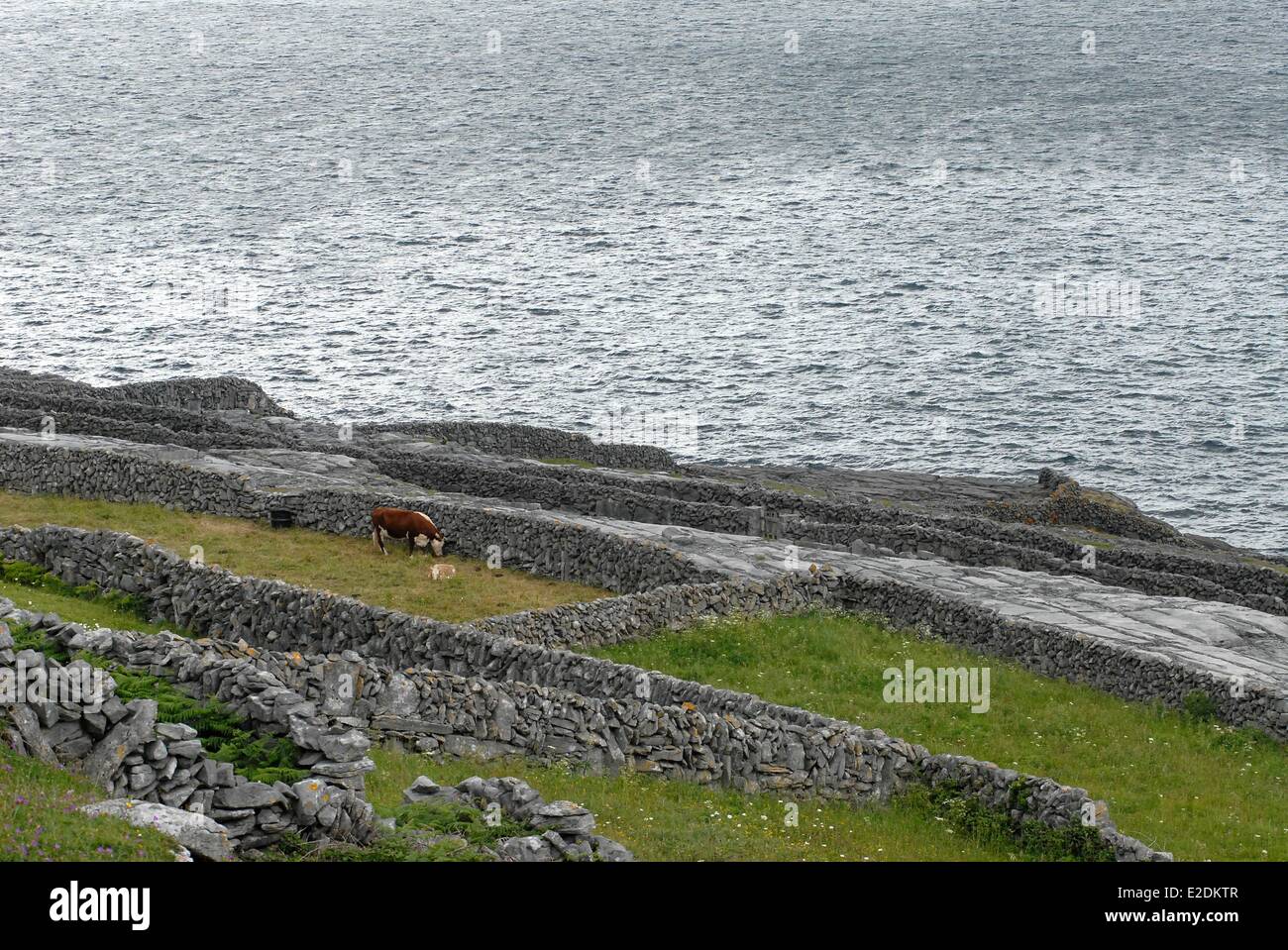 Irland County Galway Aran-Inseln Inishmaan Kuh und ihr Kalb Trockensteinmauern Stockfoto