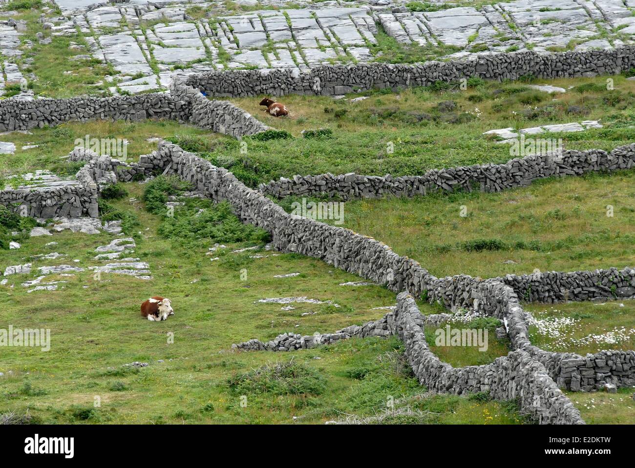 Irland County Galway Aran-Inseln Inishmaan zwei Kühe Trockenmauern Stockfoto