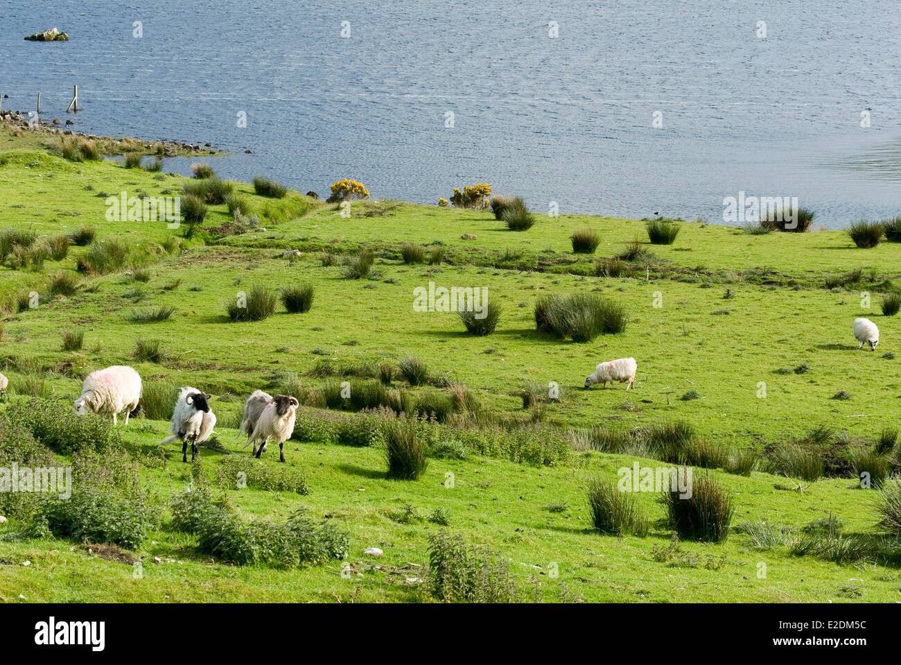 Irland Galway Grafschaft Connemara Ballynahinch See Stockfoto