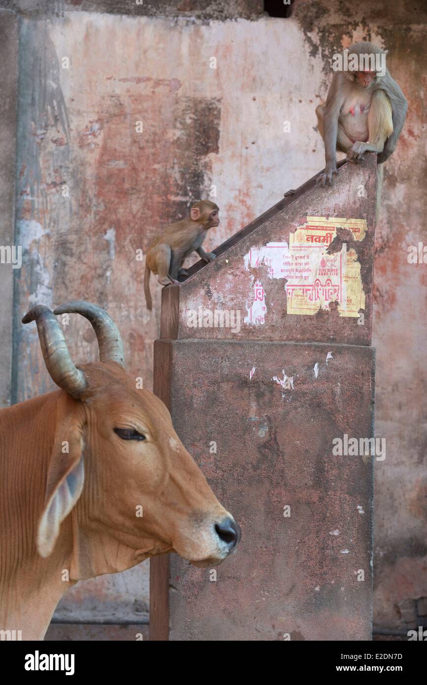 Indien Rajasthan Staat Jaipur Affen im Bereich der?? Galta Stockfoto