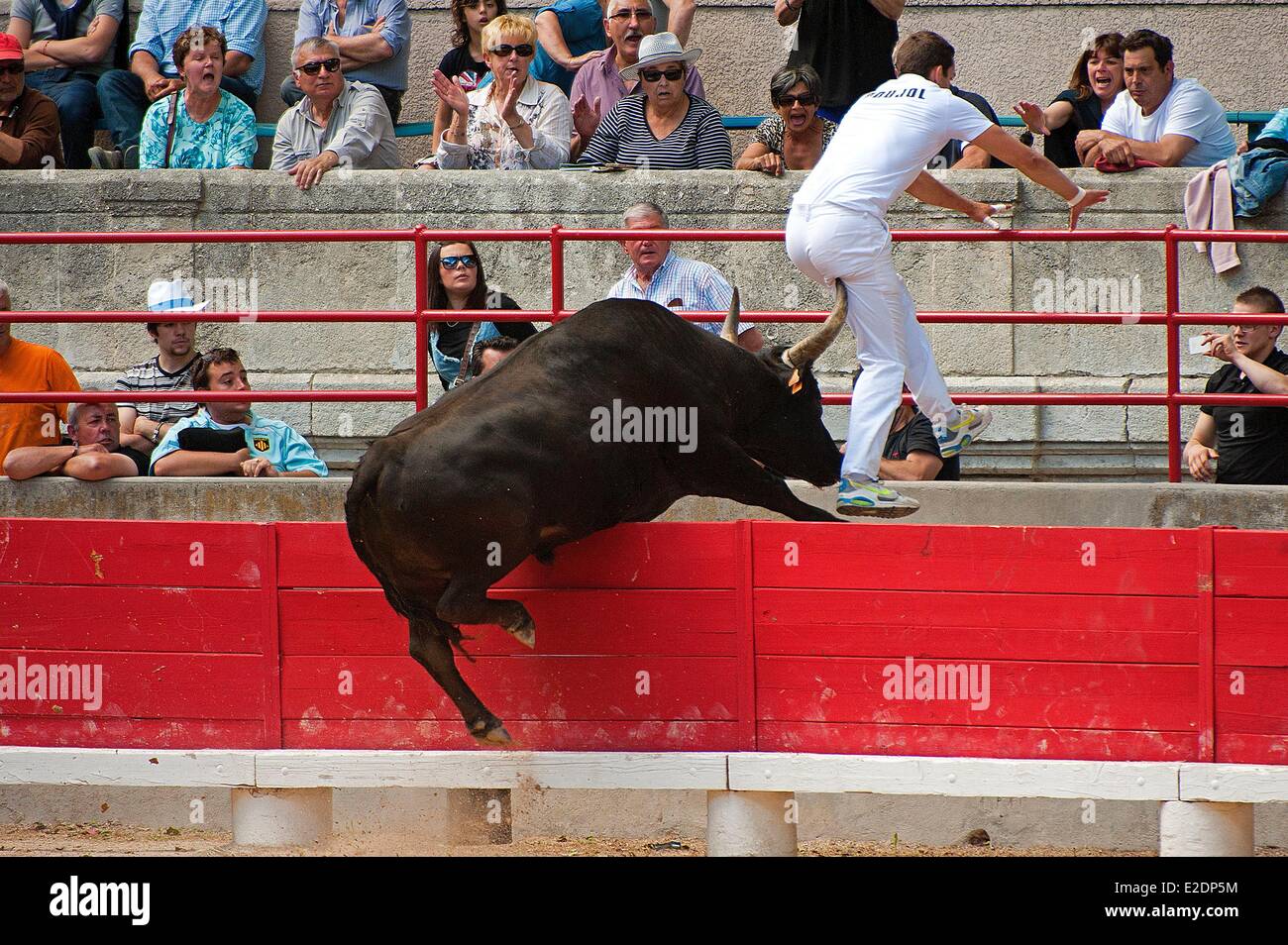 Frankreich, Gard, Beaucaire, Stier Spiele in der Arena, als du Muguet d ' or Rennen Stockfoto