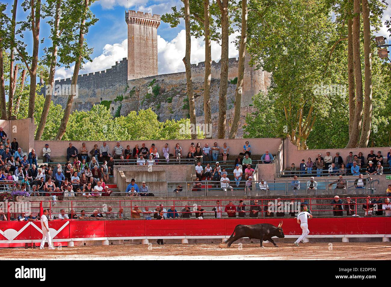 Frankreich, Gard, Beaucaire, Stier Spiele in der Arena, als du Muguet d ' or Rennen Stockfoto