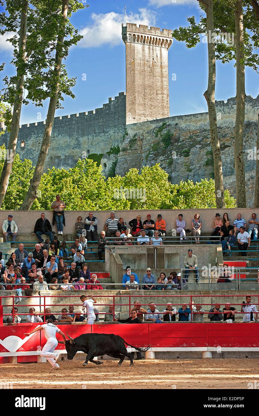 Frankreich, Gard, Beaucaire, Stier Spiele in der Arena, als du Muguet d ' or Rennen Stockfoto