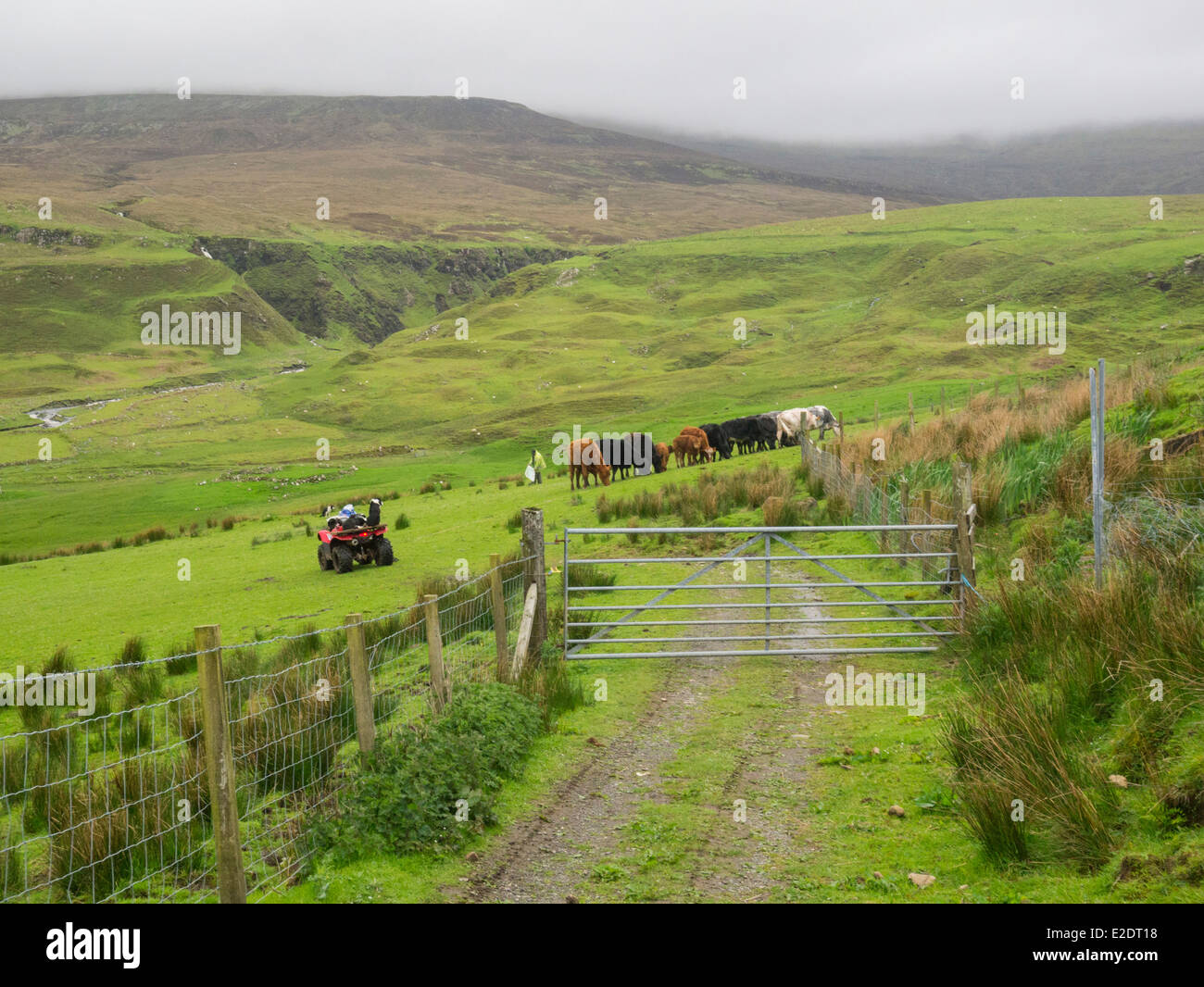 Landwirt Fütterung von Rindern auf Isle Of Skye Inneren Hebriden schottischen Highlands Stockfoto