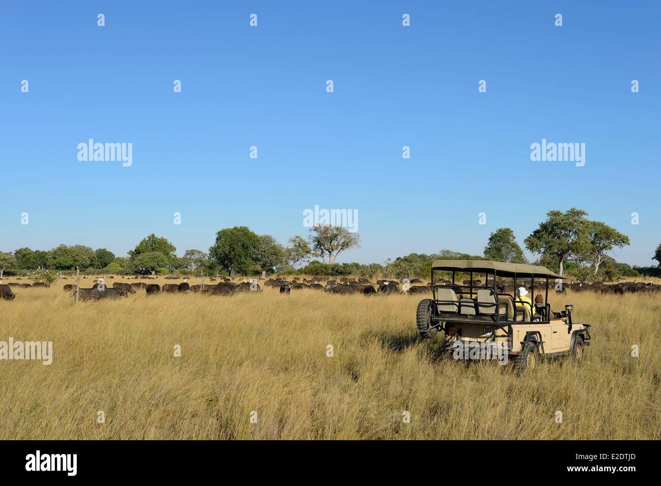 Bezirk Okavango Delta in Botswana Nordwesten Safari in der privaten Konzession des Vumbura Plains Camp afrikanischer Büffel oder Cape Stockfoto