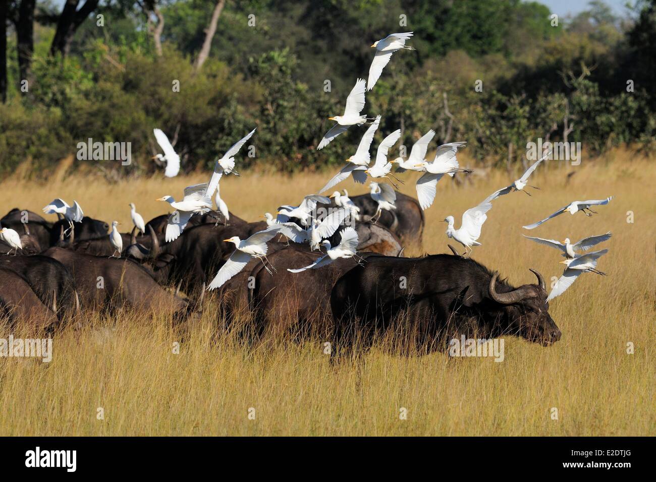 Bezirk Okavango Delta in Botswana Nordwesten Safari in der privaten Konzession des Vumbura Plains Camp afrikanischer Büffel oder Cape Stockfoto