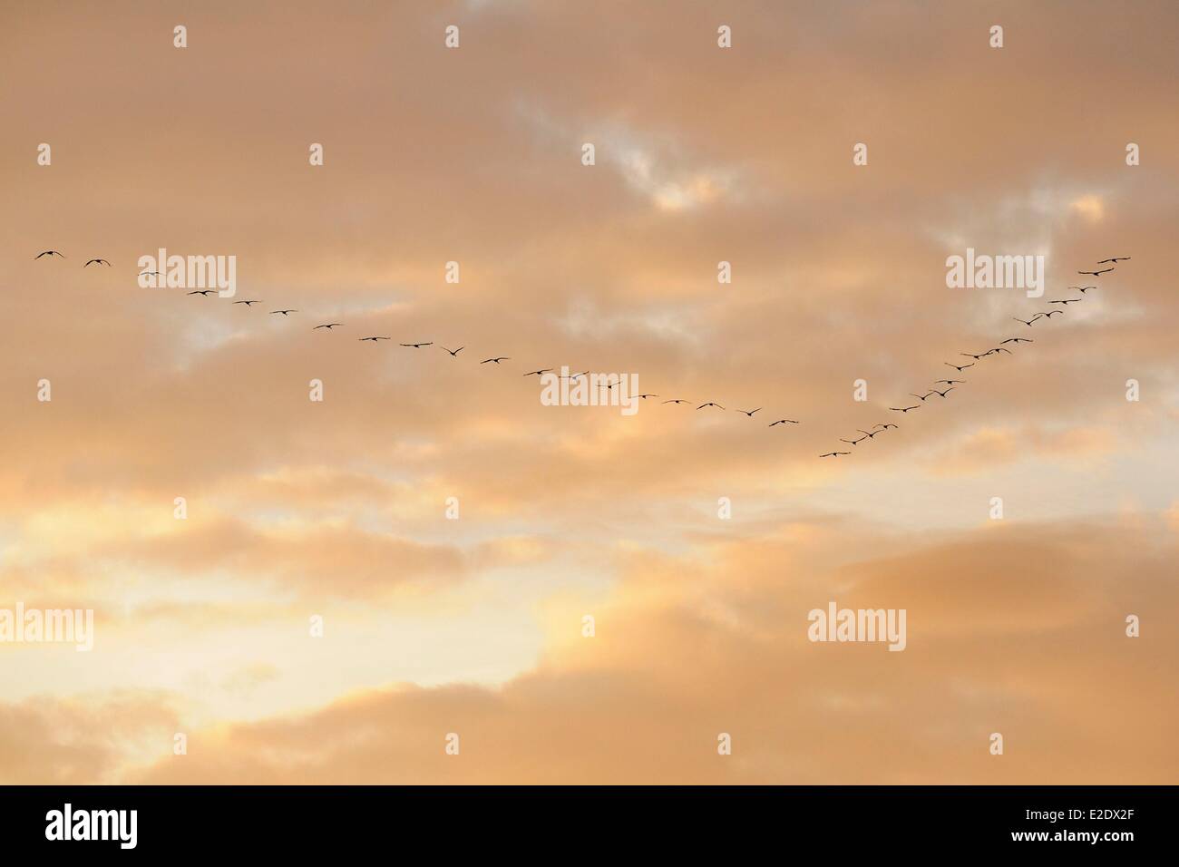 Frankreich Haute Marne (52) die künstlichen See Der-Chantecoq oder Marne-Stausee (oft als Lac du Der) fliegenden gemeinsamen Stockfoto