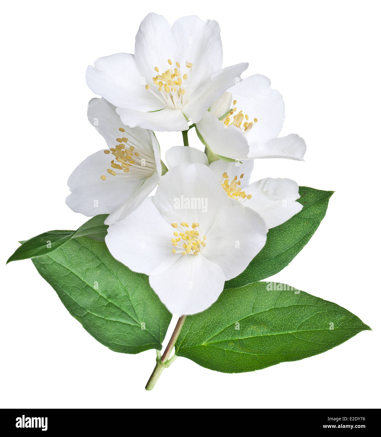Jasmin Blume Stockfotos Und Bilder Kaufen Alamy