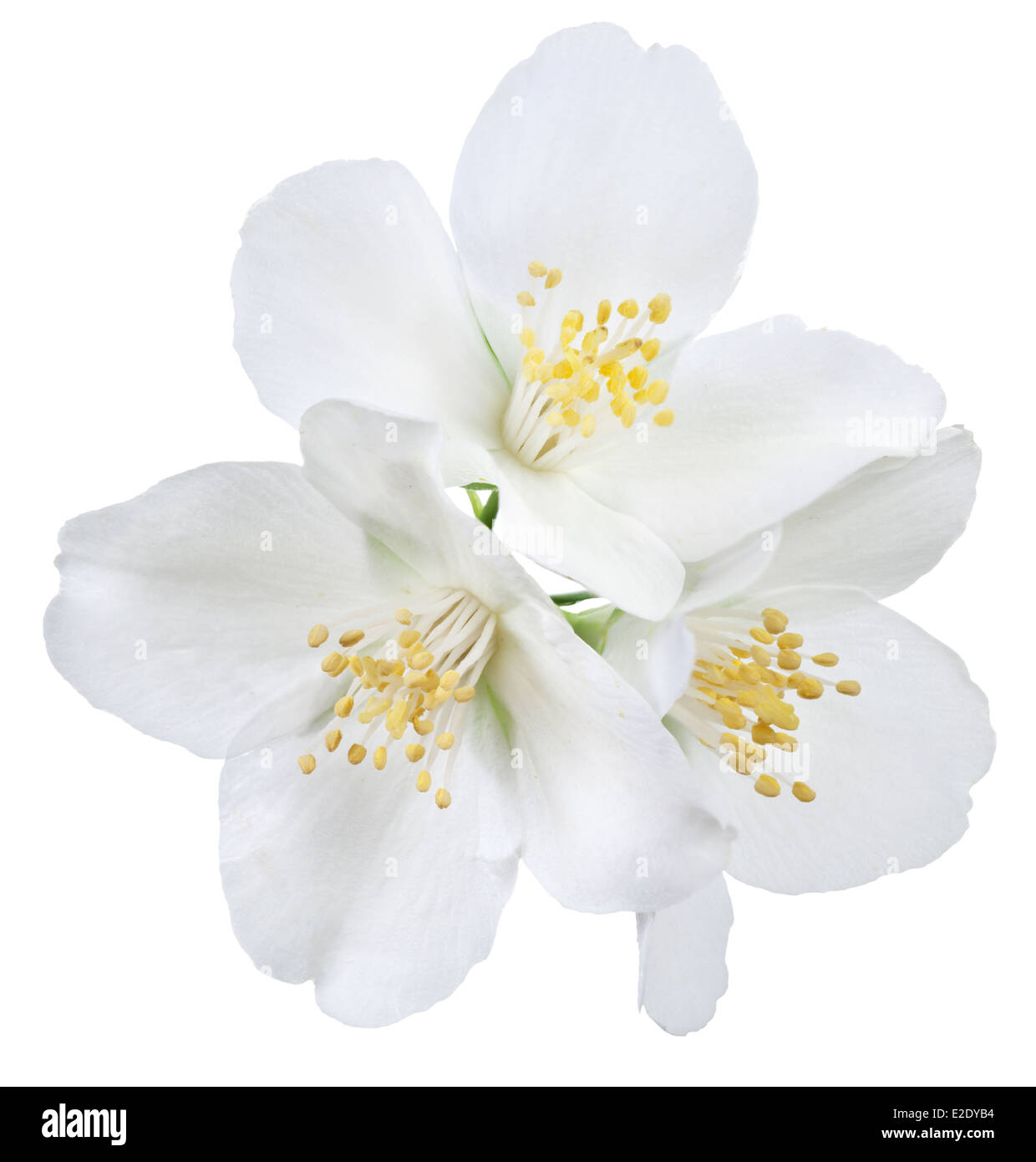 Jasmine Blüten blühen. Datei enthält Clipping-Pfad. Stockfoto