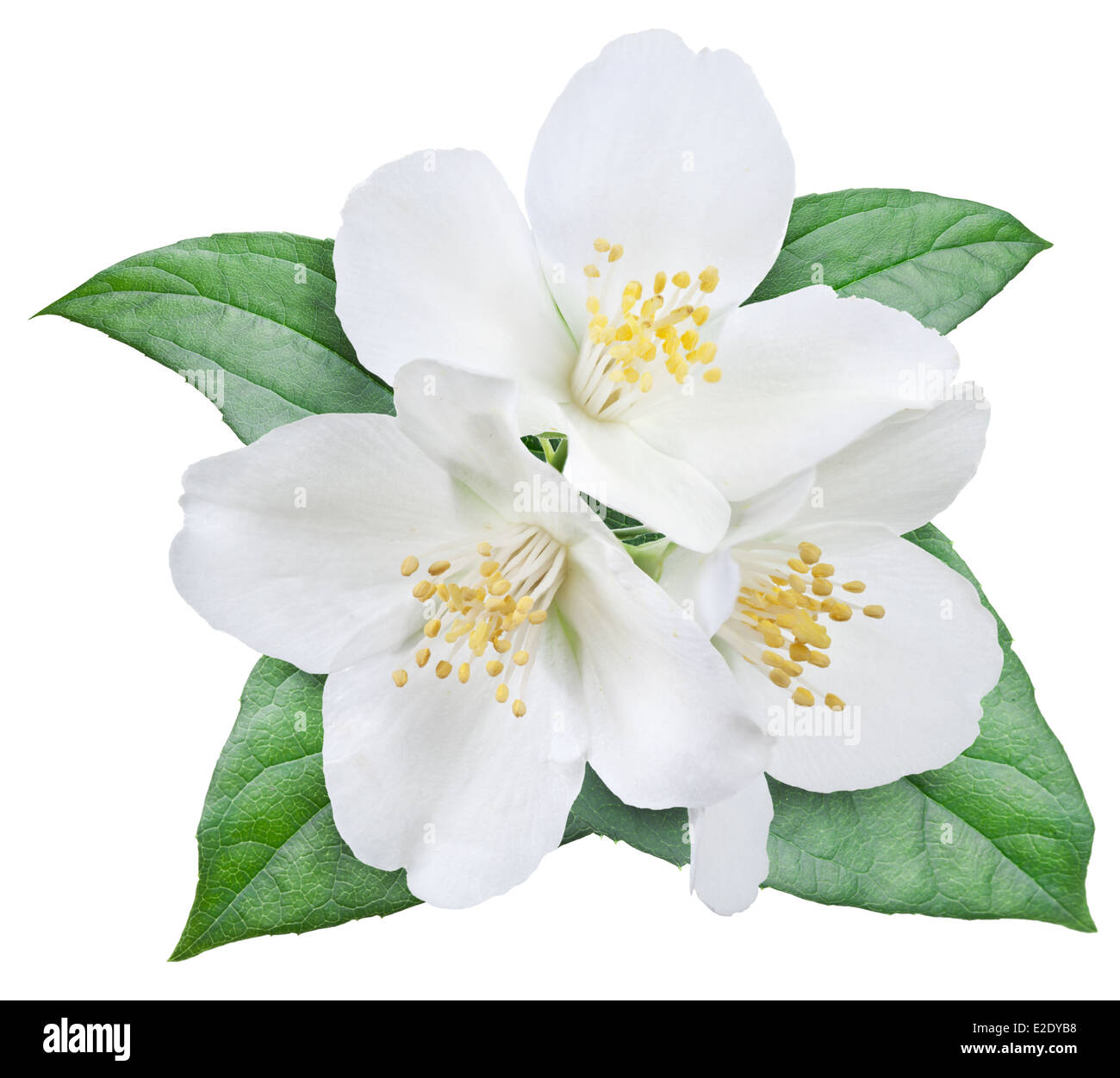 Jasmin Blume Stockfotos Und Bilder Kaufen Alamy