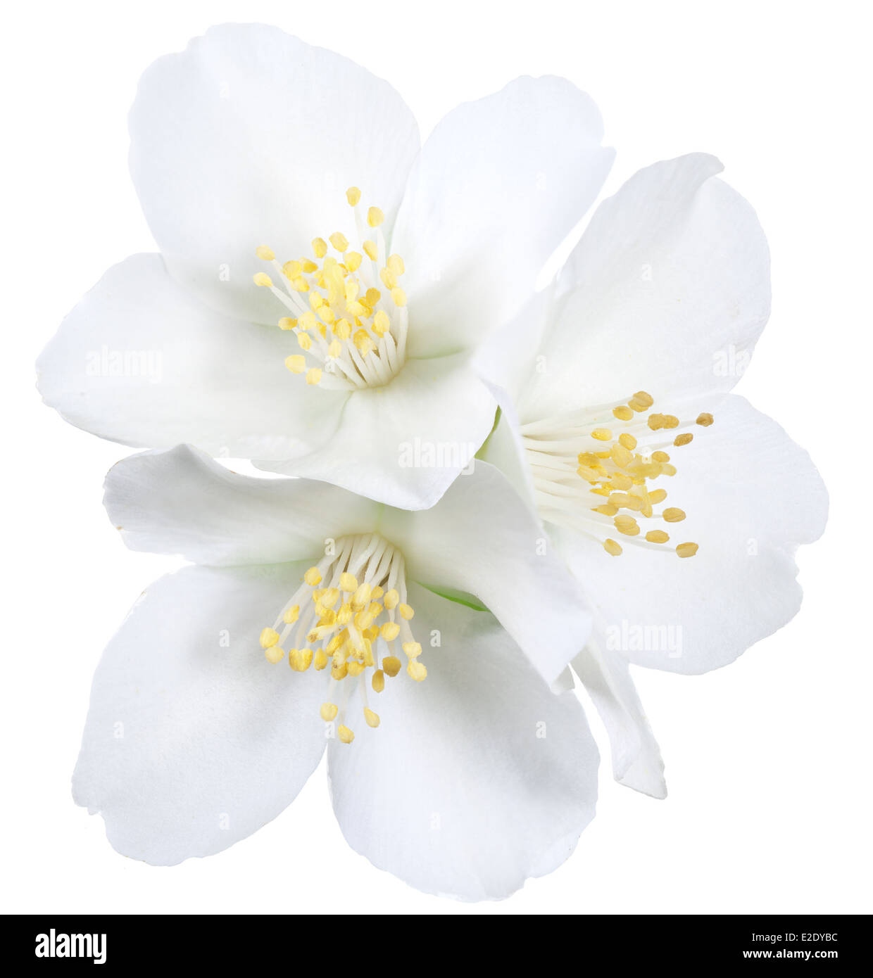 Jasmine Blüten blühen. Datei enthält Clipping-Pfad. Stockfoto