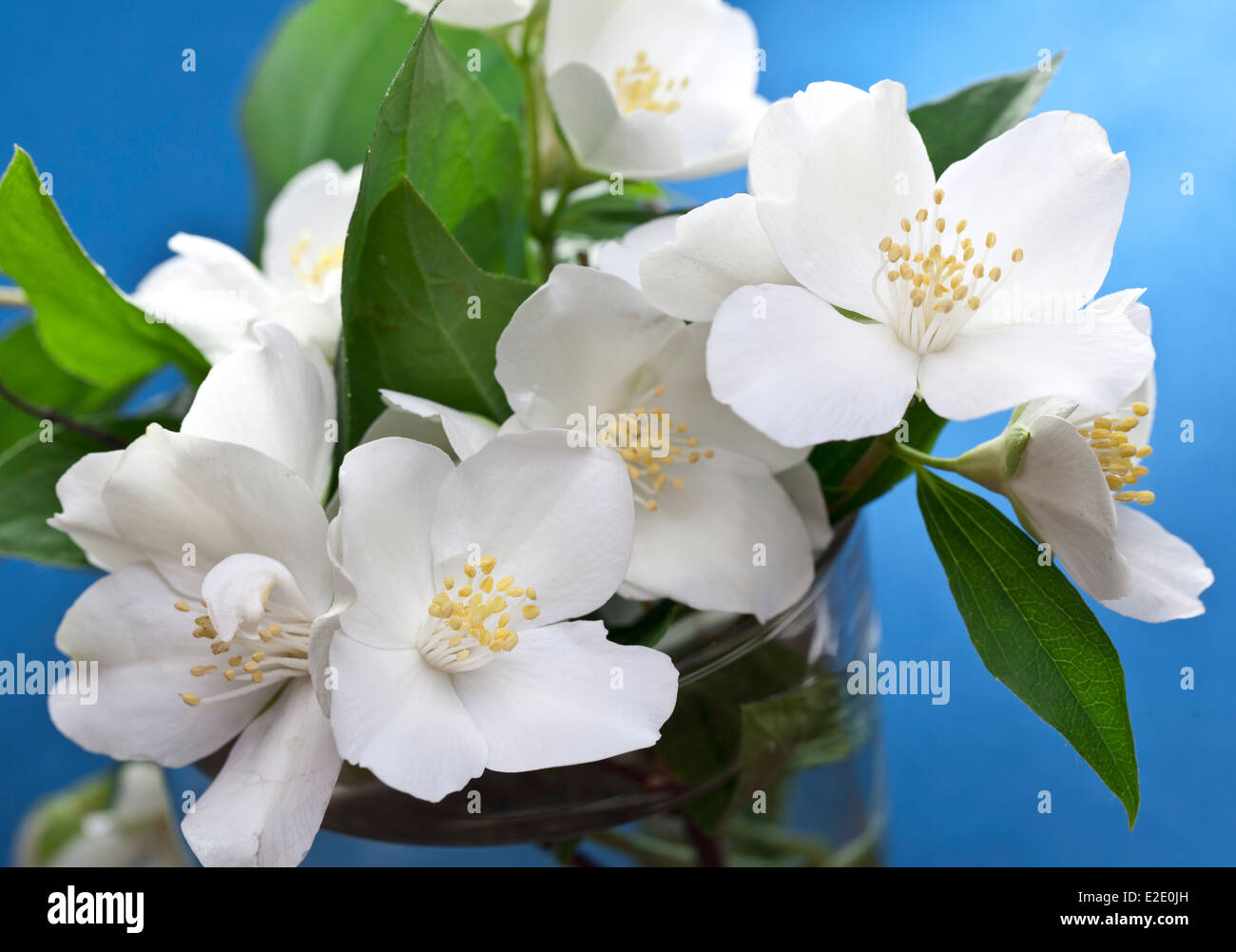 Jasmin Blüten mit Blättern auf blauem Hintergrund. Stockfoto